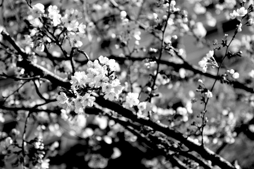 160404_Nikon 008_black.jpg