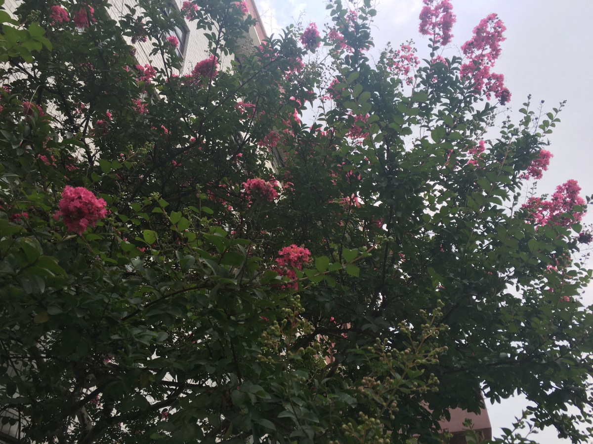 배롱나무 꽃 필&nbsp;때