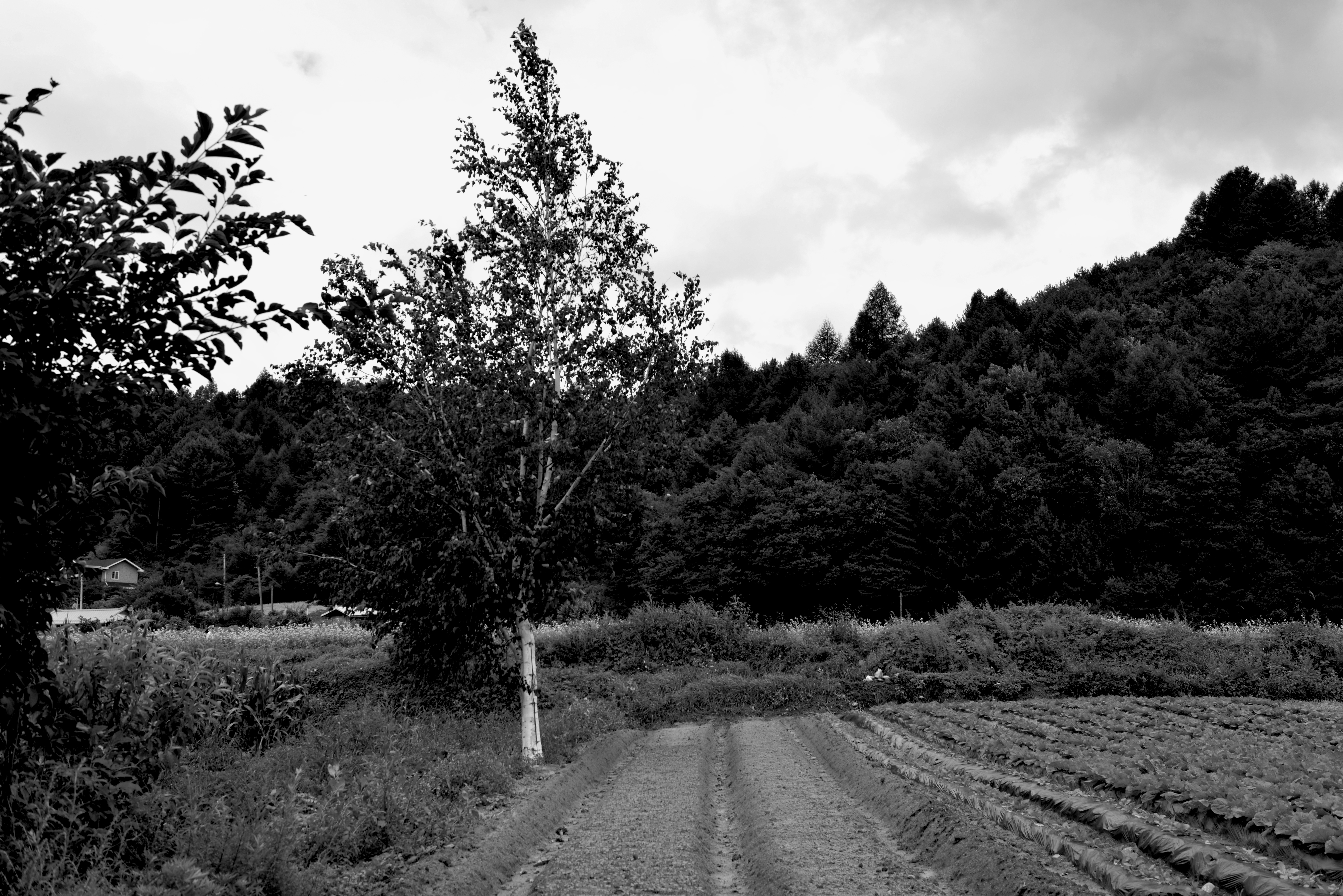 DSC_6363 복사_BW