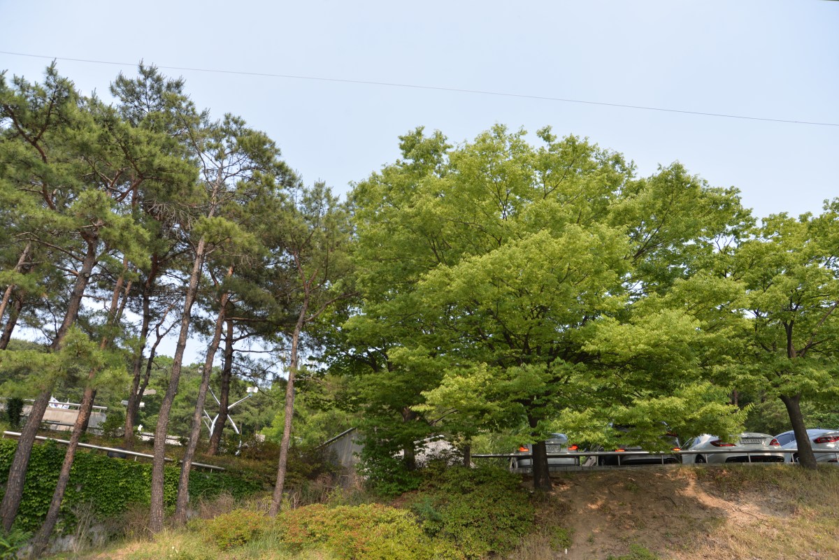 [생애사쓰기] 목화솜 다래