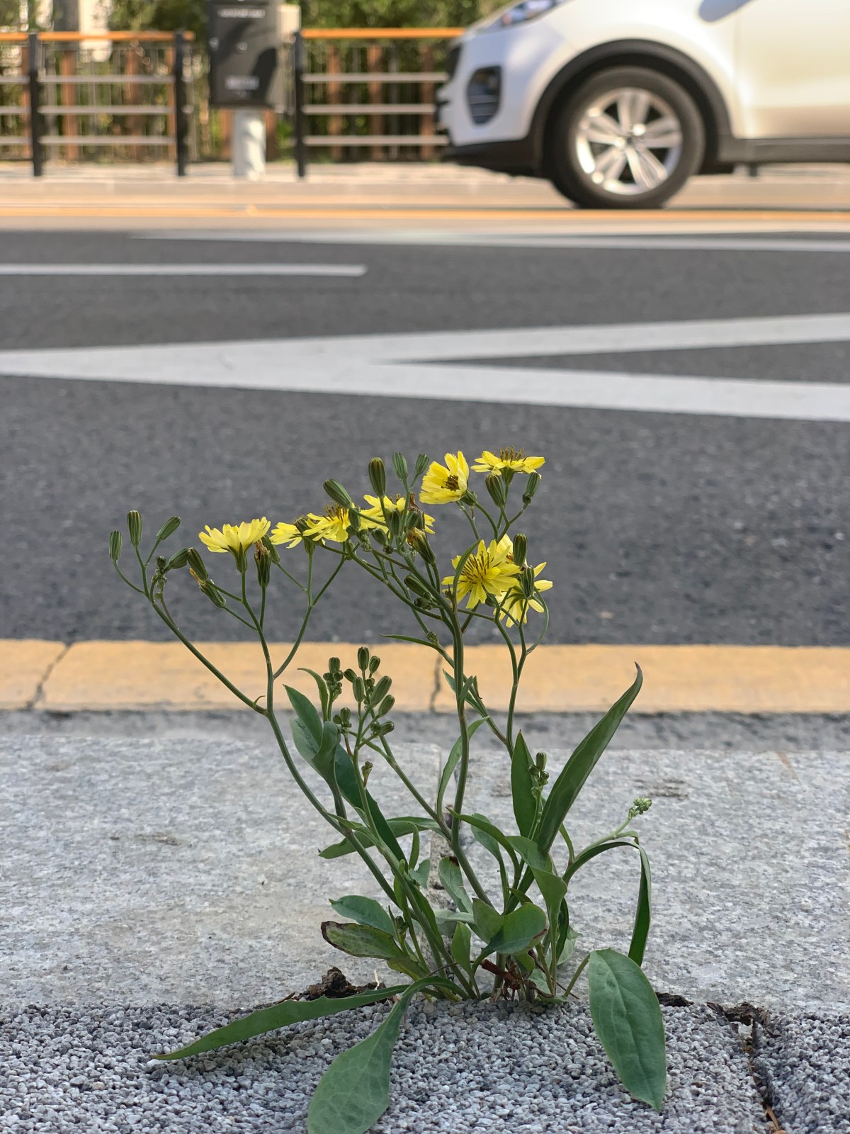 혀에 대한 이야기