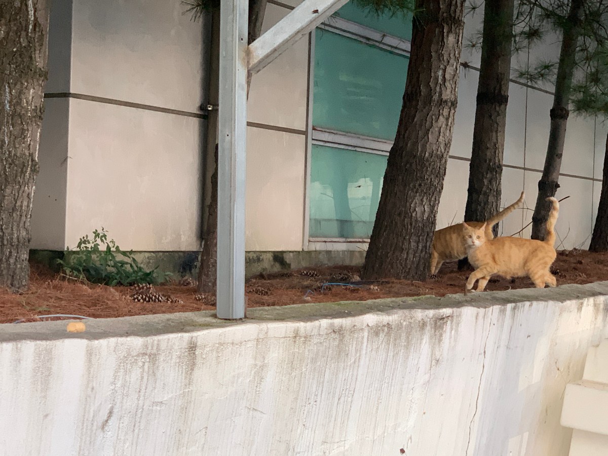 사랑해도 될까요
